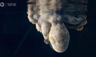 章鱼有八颗大脑是不是就有三条命 章鱼有多少个大脑