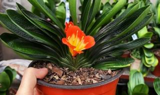 鞍山君子兰和长春君子兰哪个好养 长春君子兰花卉市场